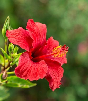 HIBISCUS